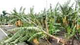 凱米颱風全台農損累積逾11億 香蕉受損最嚴重