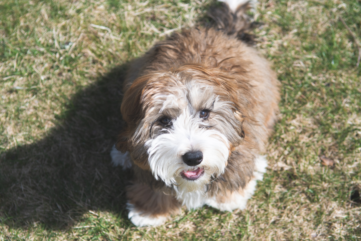 Little Boy's Bond with His Beloved Bernedoodle Is Melting Hearts Everywhere