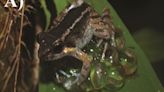 World's tiniest fanged frog with males that 'hug' their babies discovered