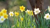 Is There Really a Difference Between Jonquils and Daffodils? Here's What to Know