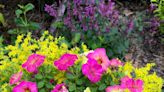 Superbells Prism Pink Lemonade: A stunning calibrachoa with rare coloration