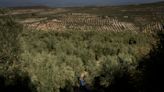 Drought tests resilience of Spain's olive groves and farmers