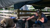 Cautionary hog tale from fair: Do we really want to name animals we're about to eat?