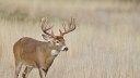 Oklahoma Plans to Combat CWD by Releasing Captive-Bred Deer into the Wild