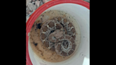 Serpiente de cascabel sobrevivió dos años en un espacio sellado, sin agua ni comida