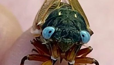 'One in a million': 2 blue-eyed cicadas spotted in Illinois as 2 broods swarm the state