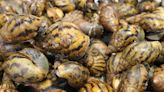 Dozens of snails in suitcases seized at Detroit airport | CBC News