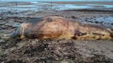 Huge whale washes up dead on Scots beach days after biggest stranding in decades
