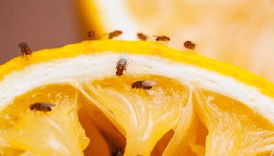 The Only Way To Get Rid of Fruit Flies, According to a Pest Control Expert