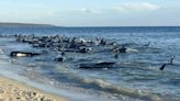 Tragedy as dozens of whales die after more than 160 become stranded on beach