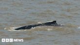 Humpback whale spotted off East Yorkshire coast