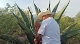 Hidalgo celebra el Día Nacional del Pulque