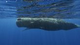 Scientists are learning the basic building blocks of sperm whale language after years of effort