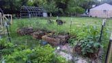 Straw bales can grow variety of vegetables