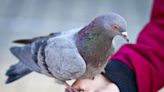 Heartbreaking 'True History' of Pigeons Has People Shocked and Saddened