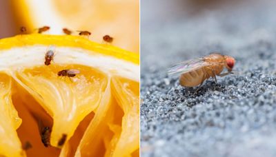 Nuevos datos genómicos amplían el árbol de la vida de la mosca de la fruta