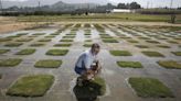 Column: Has a UC Riverside researcher created the Holy Grail of drought-tolerant lawns?