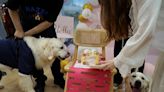 Puppy love: Canine weddings on the rise in China