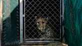 India’s Wild Vanity Project Already Has Eight Dead Cheetahs