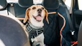 The best car dog seats of 2024