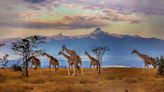 Africa Safari Trip: A Comprehensive Guide To Crafting Unforgettable Memories