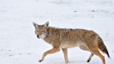 Michigan coyote hunts are 'gruesome killing contests' | Letters to the Editor