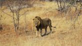 Cecil the lion did not die ‘in vain’, minister says as trophy-hunting ban passed