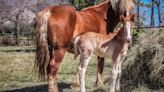 Search continues for missing foal "Shindig" in Boulder County, Colorado