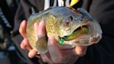 Ohio State studies show which color lures Lake Erie anglers should use to catch walleye