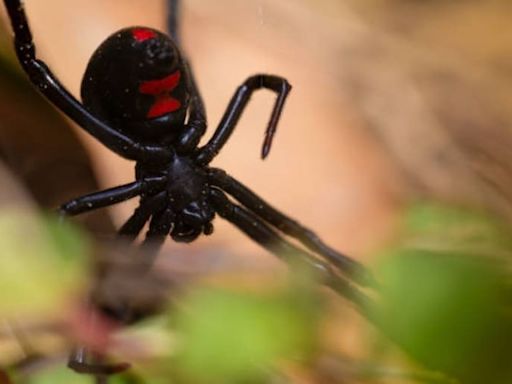Verano 2024 en EE.UU.: las arañas más venenosas del mundo están por volver a Texas y Arizona
