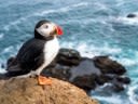 In Iceland, humans throwing baby puffins is a good thing