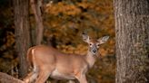 White-tailed deer with rabies confirmed in West Virginia