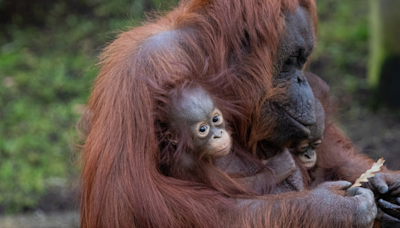 Virginia Zoo Celebrates the Birth of 'Critically Endangered' Bornean Orangutan