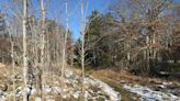 Take a refreshing winter hike by a peaceful stream at Tucker Woods Preserve in Charlestown