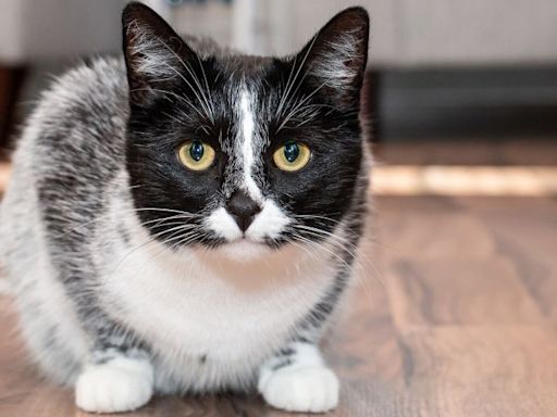 ‘Salty licorice’ cat pattern is the result of a genetic mutation, study reveals