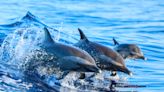 Woman Wins Australia Surf Competition After Riding Wave With a Pod of Dolphins