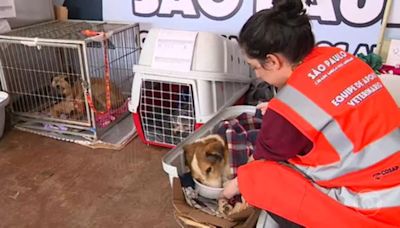 Em Canoas (RS), abrigo para cachorros encontrados na enchente pede ajuda para cuidar de mais de 2 mil animais