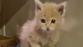 Tiny kitten rescued from behind lines of state's worst-ever wildfire