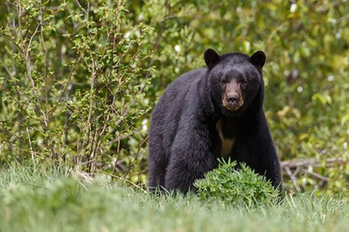 Neighbors spot black bear swimming near popular Lake Norman beach, prompting alerts