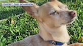 Pet Chihuahua killed by larger dog in attack at Sanford park; search for owner continues