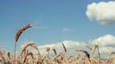 Analysis: Profit taking and weather concerns drag Soybeans, Corn, and Wheat lower | Invezz