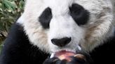 Why are the Smithsonian's National Zoo's beloved giant pandas returning to China?