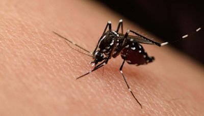 El Conicet confirmó un avance clave en la lucha contra el Zika - Diario Hoy En la noticia