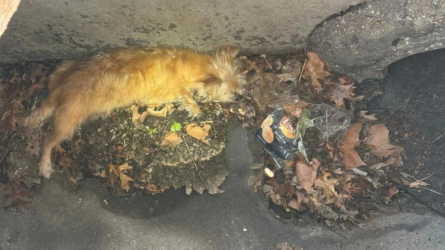 Firefighters rescue dog trapped in storm drain