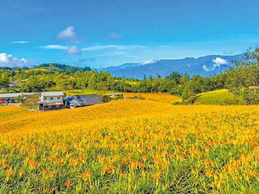 路修好了 花蓮金針花季8月10日起跑 - 地方新聞