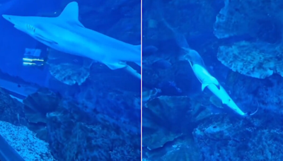 Video Captures Rare Birth Of Baby Shark Inside Dubai Mall Aquarium: ''Magical"