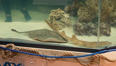 Stingray famous for mystery pregnancy dies, aquarium announces