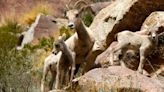 Anza Borrego Desert State Park, surreal vistas, warm winter and ghost resorts on Salton Sea