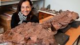 Hallaron una nueva especie fósil de vertebrado gigante - Diario Hoy En la noticia