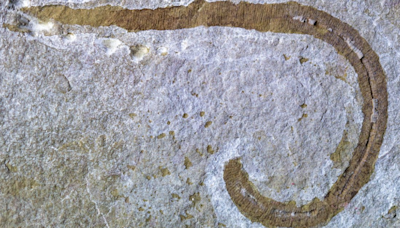 Prehistoric 'Dune' worm found in quarry was predator